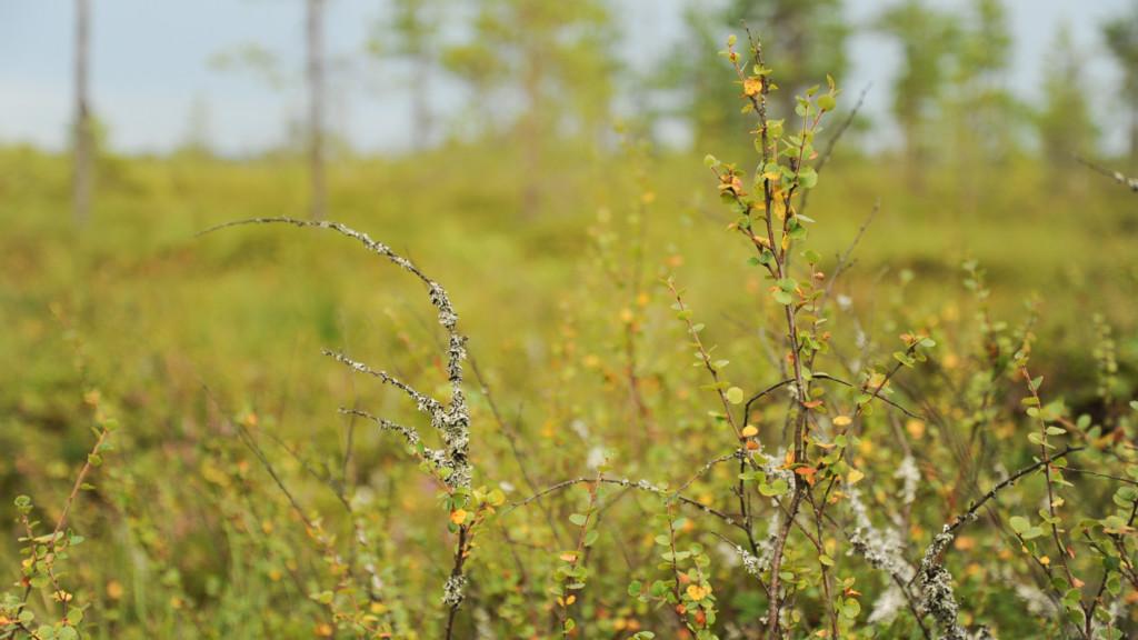 Metsän aluskasvillisuutta.