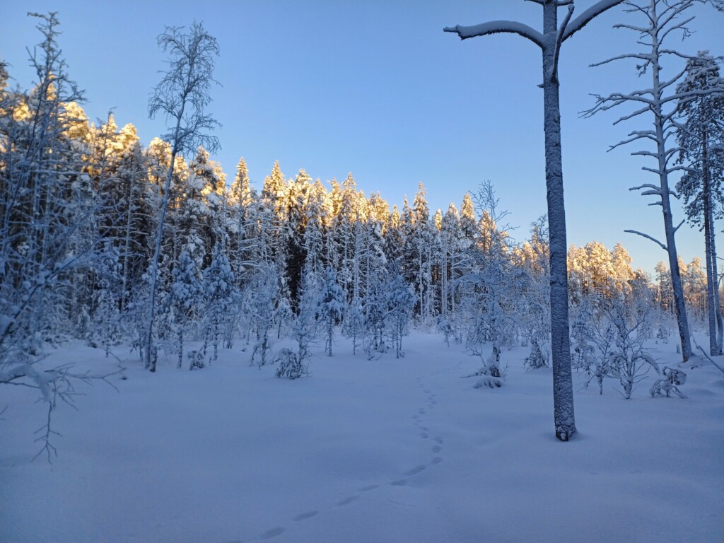 Luminen metsämaisema.