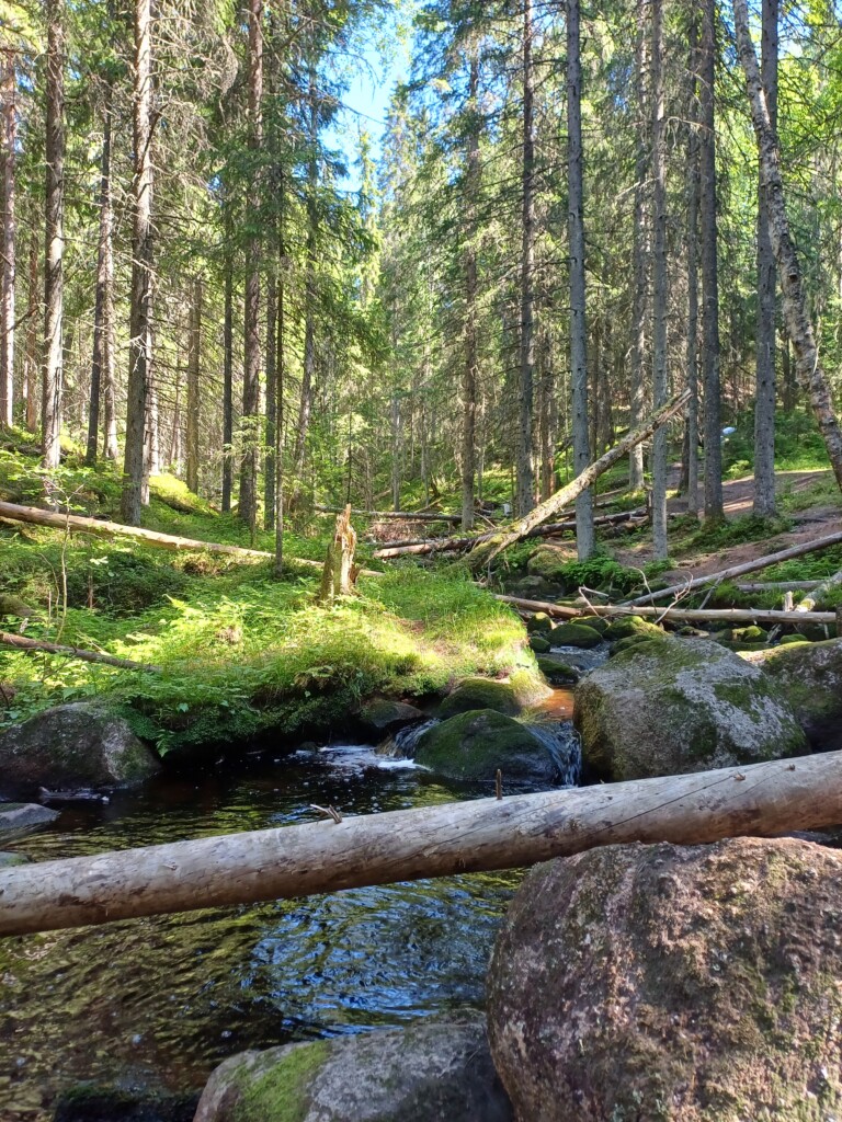 Metsä ja veden uoma.