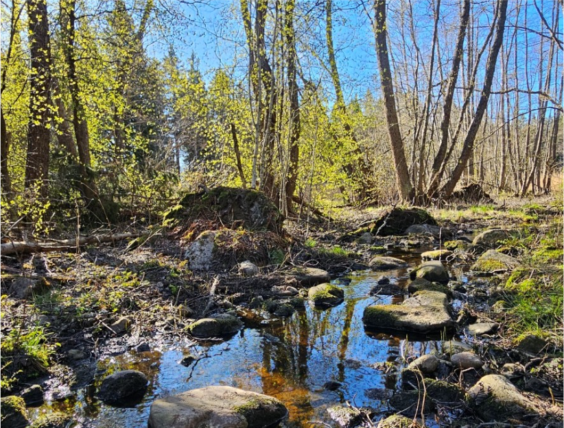 Kuvassa pieni kivikkoinen vesistö metsässä.